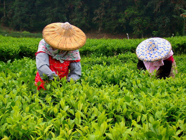 How are different types of tea processed and classified?
