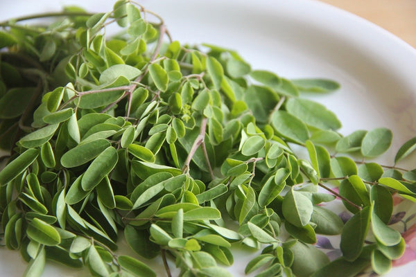 All about Moringa tea benefits and how to brew it?
