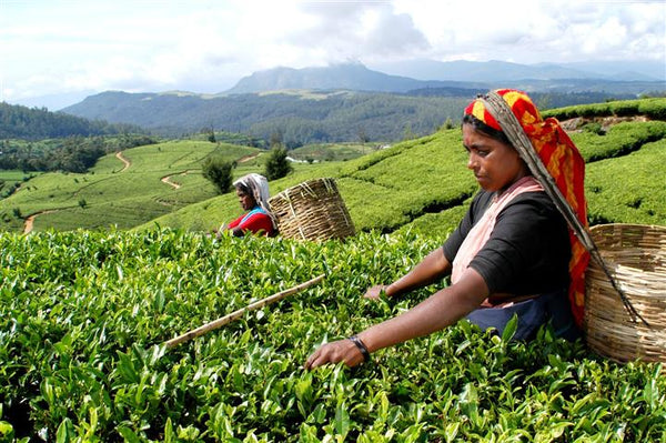 What is different about Ceylon tea?