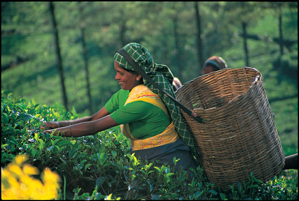How is Ceylon tea cultivated?