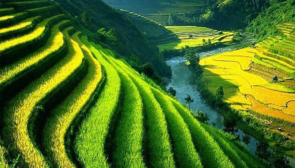 A glimpse into Indonesian tea culture